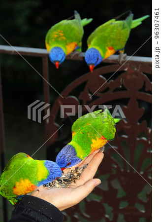 Rainbow lorikeets feeding from a woman's hand. Australian birds with colourful plumage. Rainbow lorikeet (trichoglossus moluccanus) in Sydney, Australia. 96307461