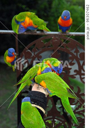 Rainbow lorikeets feeding from a woman's hand. Australian birds with colourful plumage. Rainbow lorikeet (trichoglossus moluccanus) in Sydney, Australia. Rainbow lorikeets feeding from a woman's hand. Australian birds with colourful plumage. Rainbow lorikeet (trichoglossus moluccanus) in Sydney, Australia. 96307462