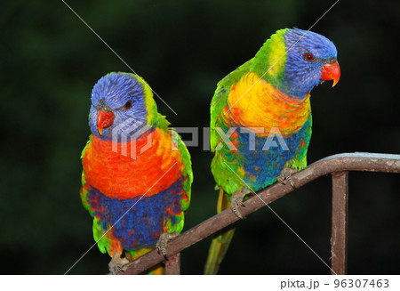 Rainbow lorikeets perching on a railing. Australian birds with colourful plumage. Rainbow lorikeet (trichoglossus moluccanus) in Sydney, Australia. Rainbow lorikeets perching on a railing. Australian birds with colourful plumage. Rainbow lorikeet (trichoglossus moluccanus) in Sydney, Australia. 96307463