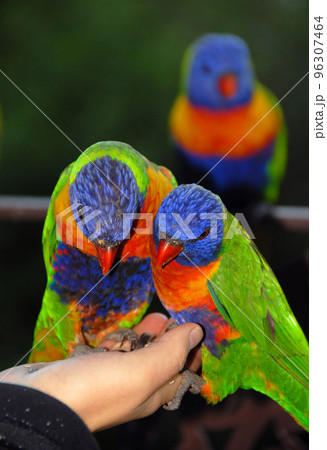 Rainbow lorikeets feeding from a woman's hand. Australian birds with colourful plumage. Rainbow lorikeet (trichoglossus moluccanus) in Sydney, Australia. Rainbow lorikeets feeding from a woman's hand. Australian birds with colourful plumage. Rainbow lorikeet (trichoglossus moluccanus) in Sydney, Australia. 96307464