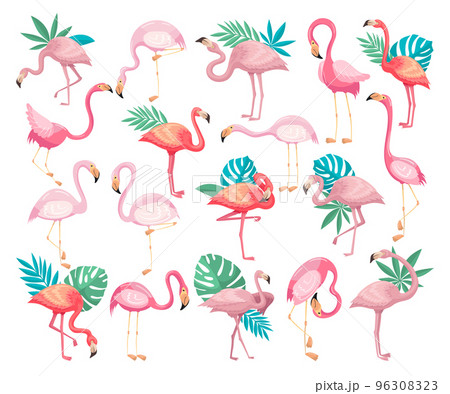 Flamingo in Different Poses with Tropical Leaves Behind Vector Set Flamingo in Different Poses with Tropical Leaves Behind Vector Set 96308323
