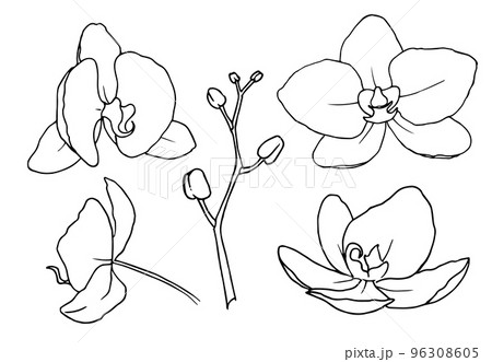 How to Draw an Orchid  Easy Drawing Tutorial For Kids