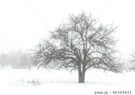 winter landscape 96309431