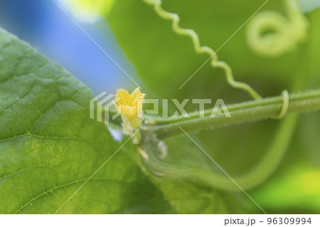 キューリの雄花のツボミ(クローズアップ) キューリの雄花のツボミ(クローズアップ) 96309994