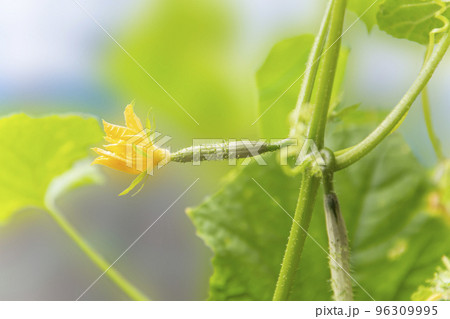 開花したキュウリの雌花 96309995