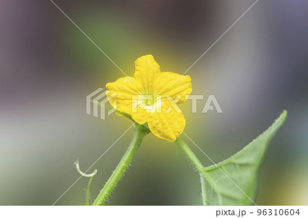 開花したメロンの雄花 開花したメロンの雄花 96310604