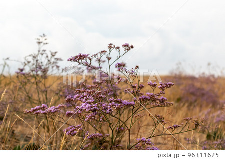 Limonium vulgare, Sea Lavender macro in dry field Limonium vulgare, Sea Lavender macro in dry field 96311625