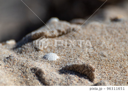 White shells on sandy beach shore macro White shells on sandy beach shore macro 96311651