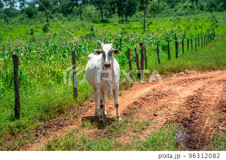Indu-Brasil beef cattle in farm yard 96312082