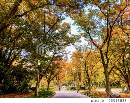 夕暮れ時の靱公園　秋のけやき並木 96313633