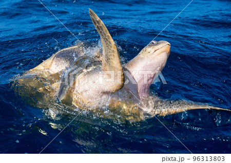 Olive ridley sea turtles or Lepidochelys olivacea performs mating ritual 96313803