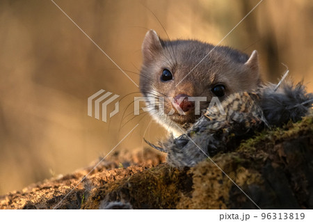 Beech marten or Martes foina also known as stone marten or white-breasted marten Beech marten or Martes foina also known as stone marten or white-breasted marten 96313819