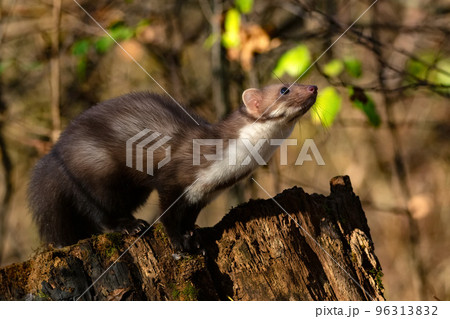 Beech marten or Martes foina also known as stone marten or white-breasted marten 96313832