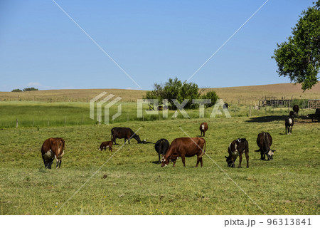 Cattle in Argentine countryside, Buenos Aires Province, Argentina. 96313841