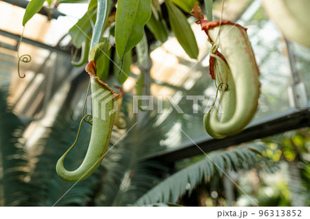 Nepenthes ampullaria, a carnivorous plant in a botanical garden. Nepenthe tropical carnivore plant Nepenthes ampullaria, a carnivorous plant in a botanical garden. Nepenthe tropical carnivore plant 96313852