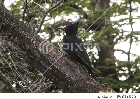 Magellanic Woodpecker in Patagonian forest environment, Los Glaciares National Park, Santa Cruz, Argentina Magellanic Woodpecker in Patagonian forest environment, Los Glaciares National Park, Santa Cruz, Argentina 96313958