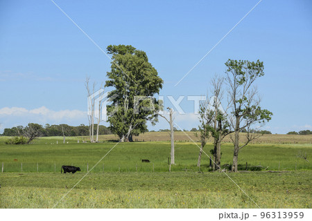 Cattle in Argentine countryside, Buenos Aires Province, Argentina. 96313959