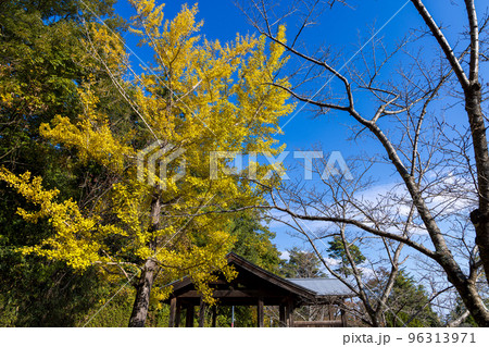 けいはんな記念公園 黄色く色づいたイチョウと葉を落とした桜越しの青空 けいはんな記念公園 黄色く色づいたイチョウと葉を落とした桜越しの青空 96313971