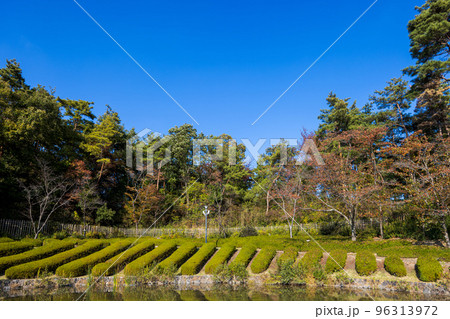 けいはんな記念公園 青空を背景に綺麗に刈り込まれた低木の常緑樹(ツツジ?)が綺麗に列をなした景色 けいはんな記念公園 青空を背景に綺麗に刈り込まれた低木の常緑樹(ツツジ?)が綺麗に列をなした景色 96313972