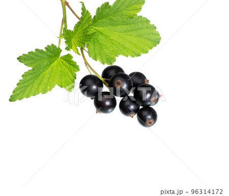 Black currant on white. Black currant on white. 96314172