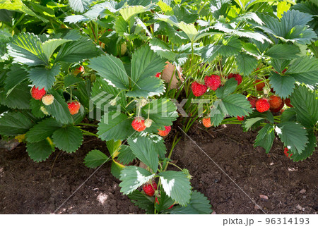Strawberry plant in garden. 96314193