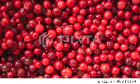 Close-up texture of cowberry berries. Natural background. Close-up texture of cowberry berries. Natural background. 96314354