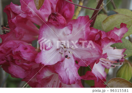 シャクナゲ 96315581