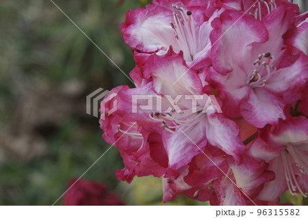 シャクナゲ 96315582