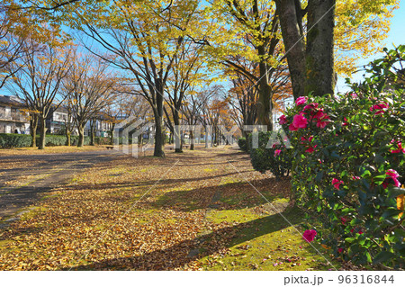 秋深まる植物園 96316844