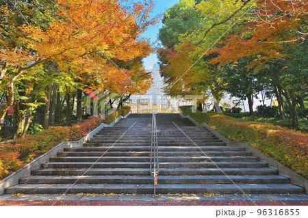 秋深まる植物園 96316855