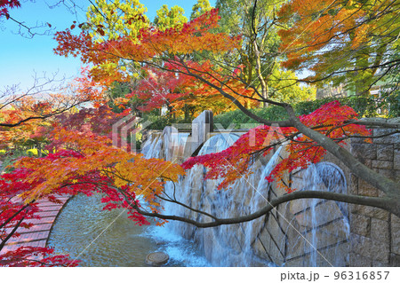 秋深まる植物園 96316857