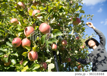 リンゴを収穫する農家 リンゴを収穫する農家 96316988