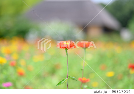 赤いジニアの花 96317014