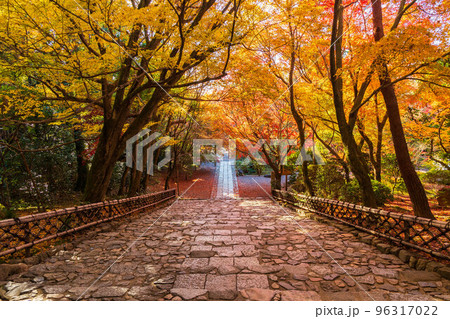 古都京都の秋 世界遺産 紅葉の龍安寺 龍安寺垣と参道 古都京都の秋 世界遺産 紅葉の龍安寺 龍安寺垣と参道 96317022