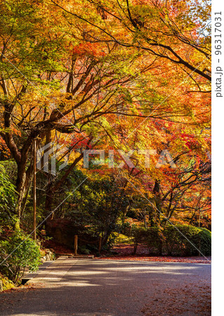 古都京都の秋　世界遺産　紅葉の龍安寺 96317031