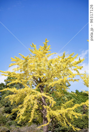 黄変したイチョウの木の葉 96317126