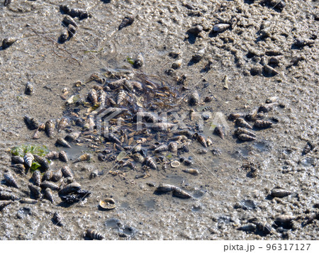 和白干潟(博多湾奥に広がる干潟)の地面。福岡市東区。 96317127