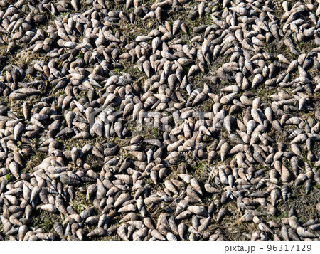 和白干潟(博多湾奥に広がる干潟)の地面と大量の貝。福岡市東区。 96317129