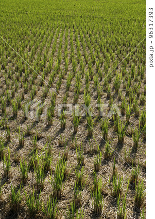 稲刈りが終わった後の晩秋風景、青い田んぼ 96317393