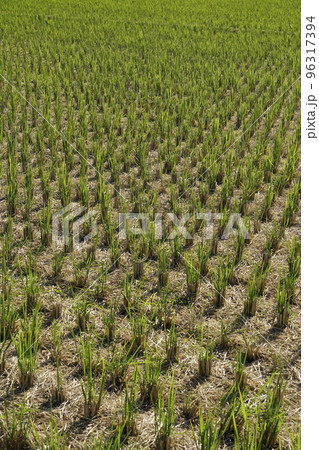 稲刈りが終わった後の晩秋風景、青い田んぼ 96317394