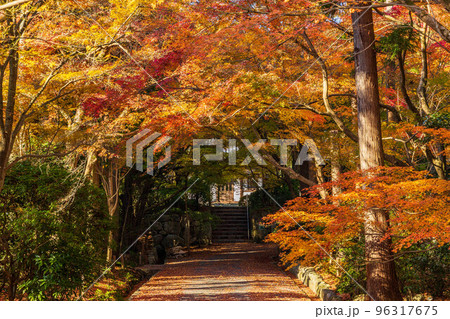古都京都の秋　世界遺産　紅葉の龍安寺 96317675