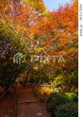 古都京都の秋　世界遺産　紅葉の龍安寺 96317684