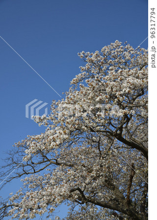 青空とサクラ 96317794