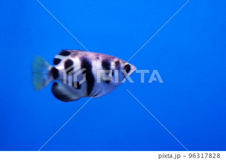 水族館で人気者のアーチャーフィッシュ 96317828
