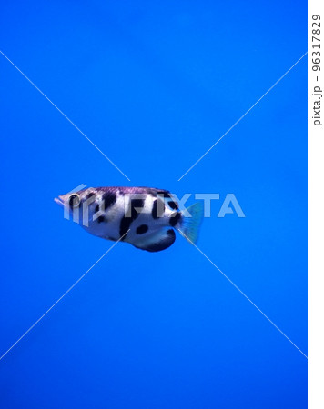 水族館で人気者のアーチャーフィッシュ 水族館で人気者のアーチャーフィッシュ 96317829