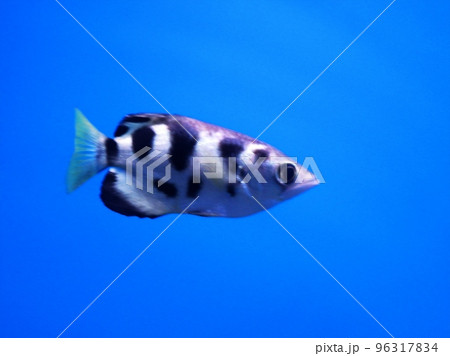 水族館で人気者のアーチャーフィッシュ 96317834