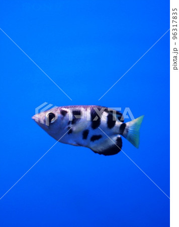 水族館で人気者のアーチャーフィッシュ 96317835
