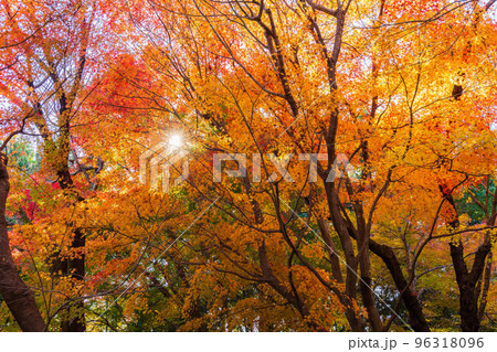 古都京都の秋 世界遺産 紅葉の龍安寺 古都京都の秋 世界遺産 紅葉の龍安寺 96318096