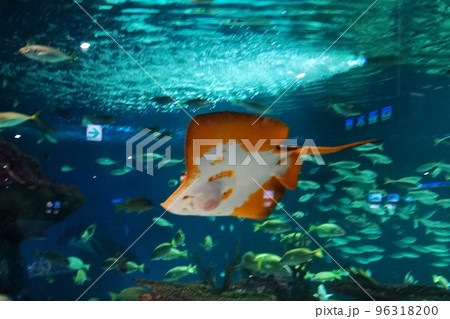 水族館のアカエイ 水族館のアカエイ 96318200