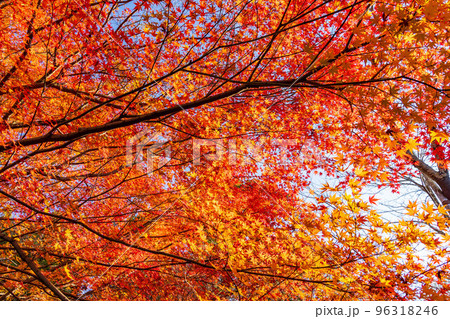 古都京都の秋 世界遺産 紅葉の龍安寺 古都京都の秋 世界遺産 紅葉の龍安寺 96318246
